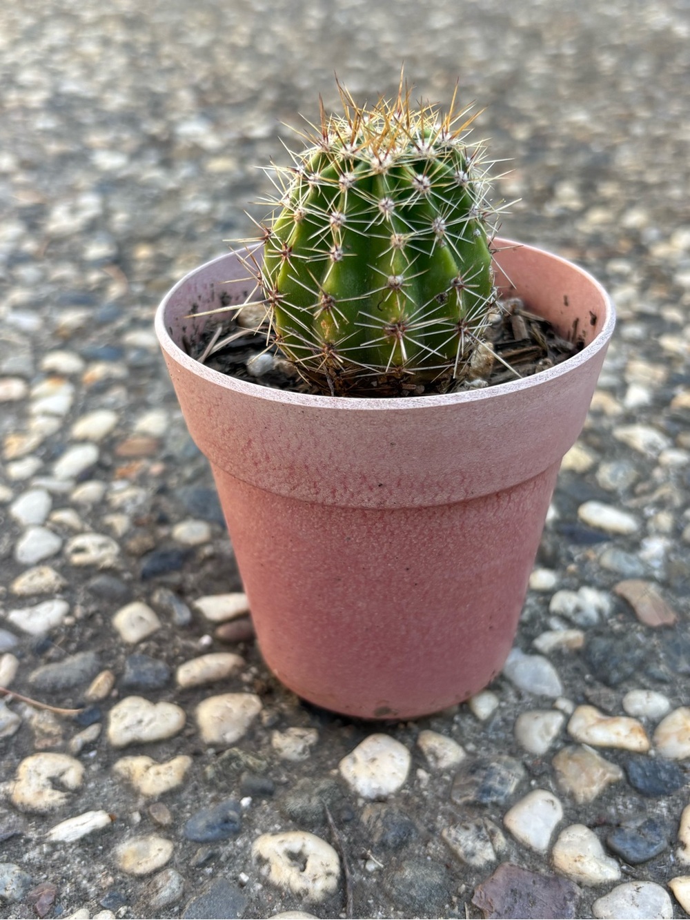 Cactus Small Green Barrel Cactus in Pink Pot